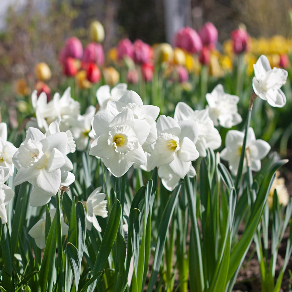 White Trumpet Solo Daffodil Mix