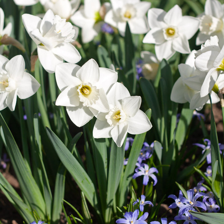 Narcissus 'Love You More'