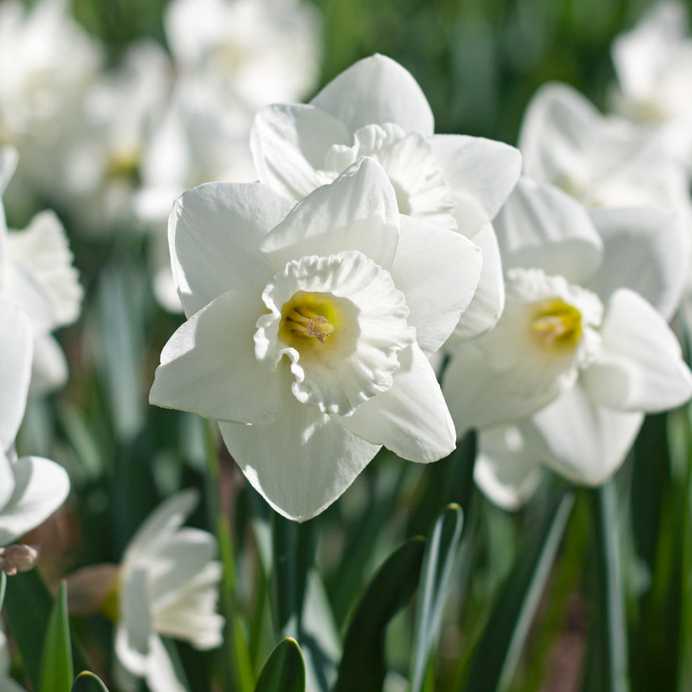 Narcissus 'Love You More'
