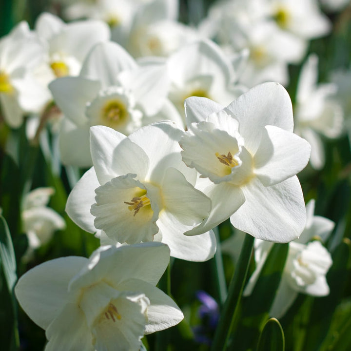 Narcissus 'Love You More'