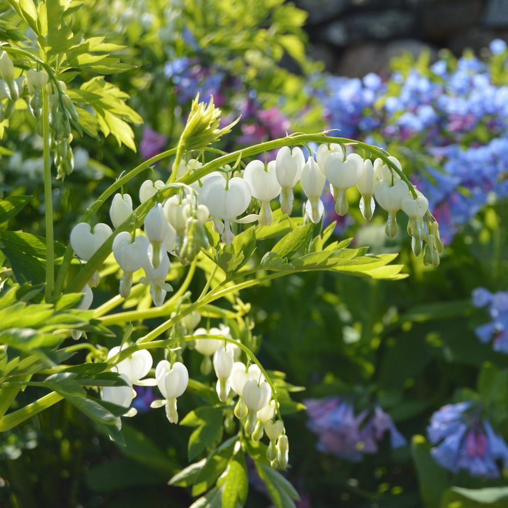 Lamprocapnos spectabilis 'Alba'