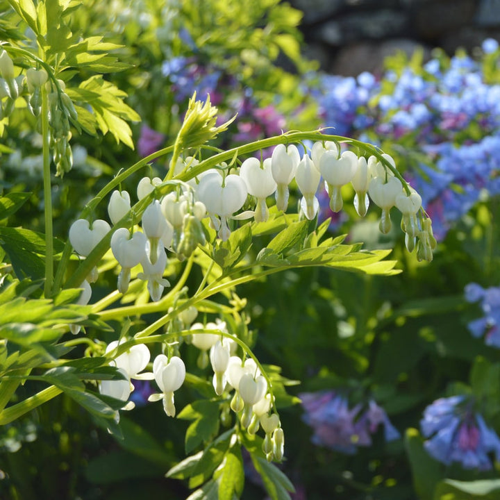 Lamprocapnos spectabilis 'Alba'