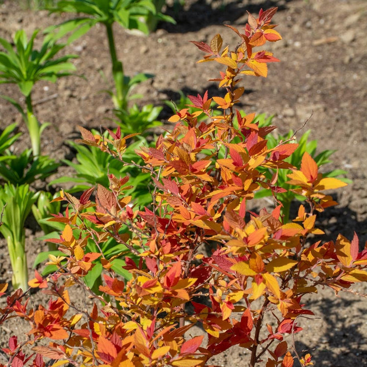 Spiraea japonica Double Play® Candy Corn®