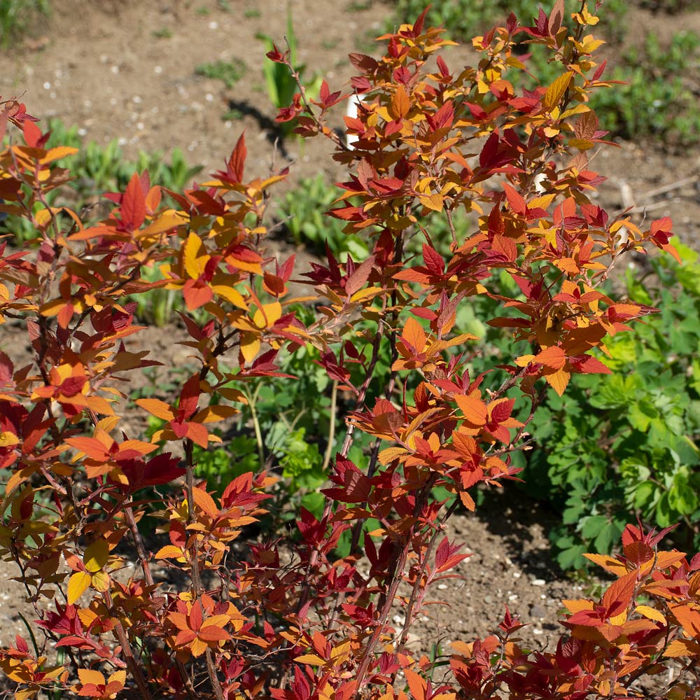 Spiraea japonica Double Play® Candy Corn®