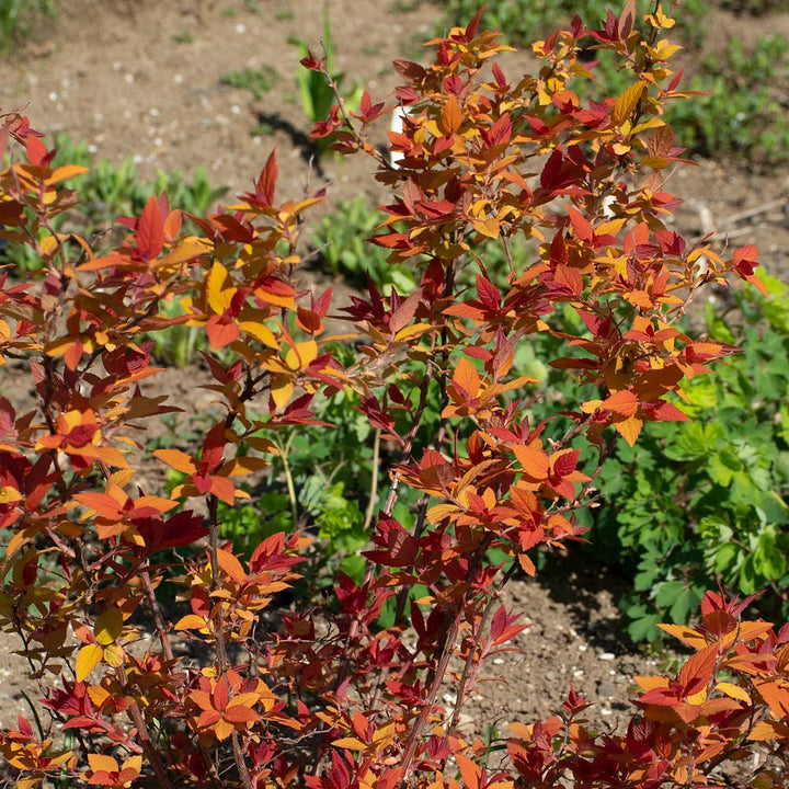 Spiraea japonica Double Play® Candy Corn®