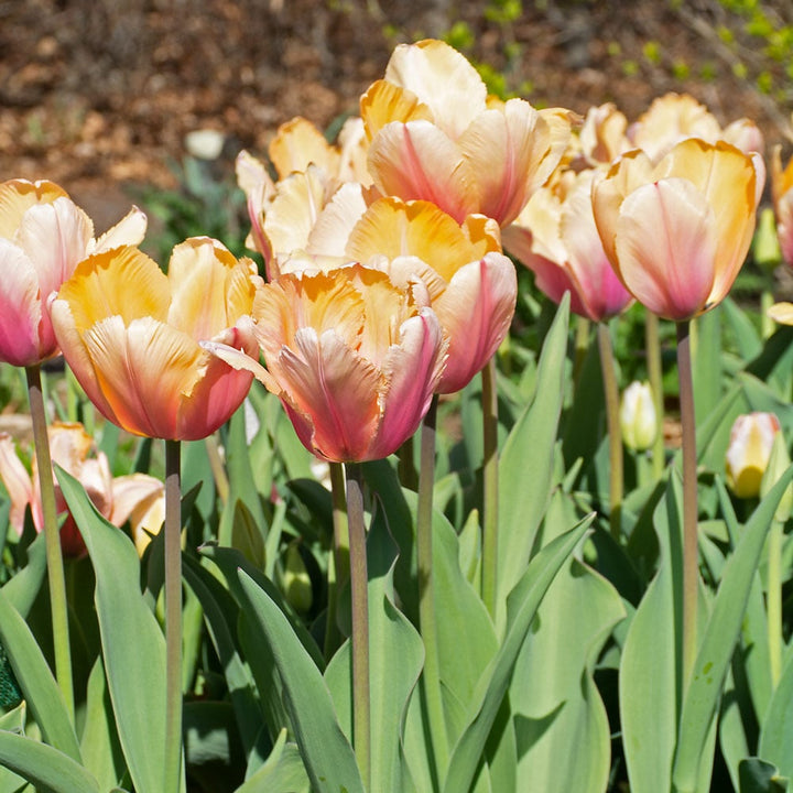 Tulip 'Blushing Impression'