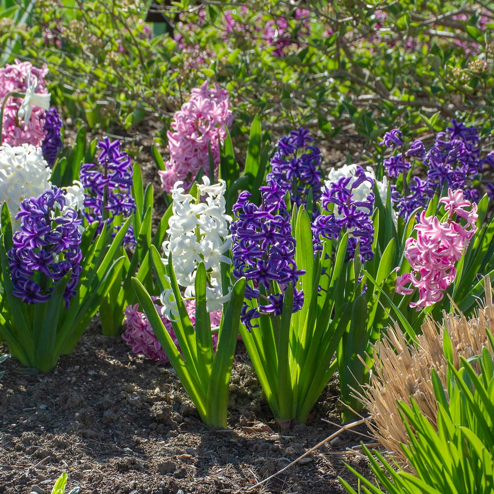 Hyacinthus May Day Bouquet Mix