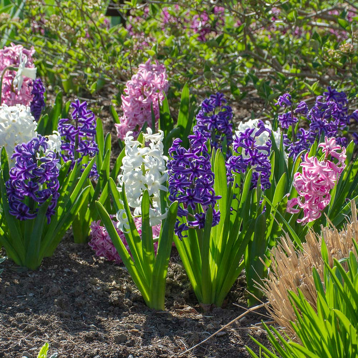 Hyacinthus May Day Bouquet Mix