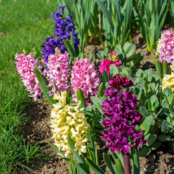 Vivid Hyacinth Mix