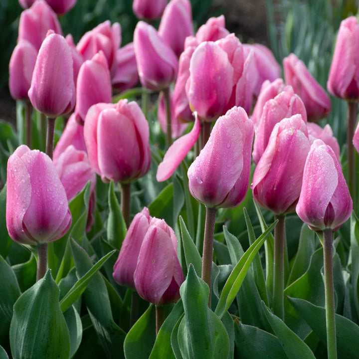 Tulip 'Big Love'