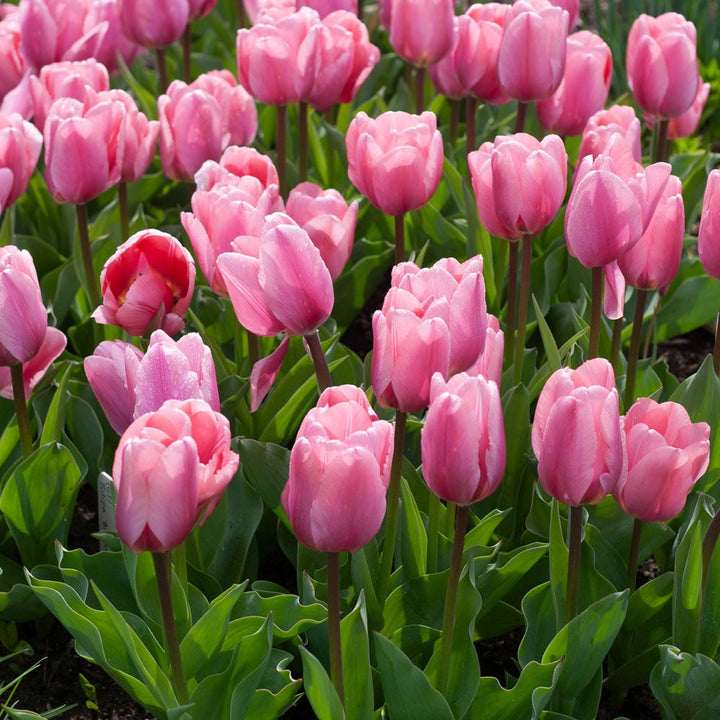 Tulip 'Big Love'