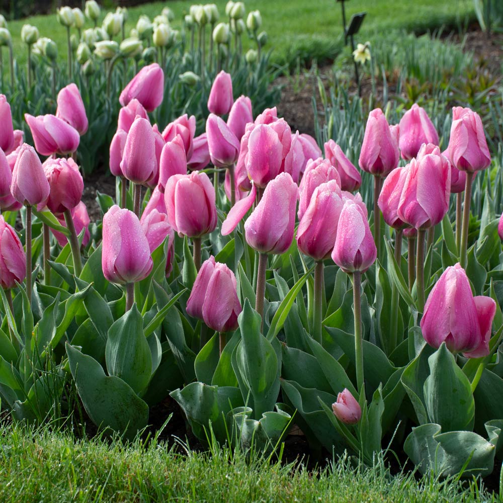 Tulip 'Big Love'