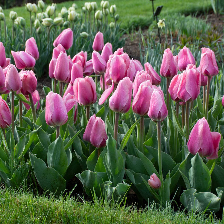 Tulip 'Big Love'