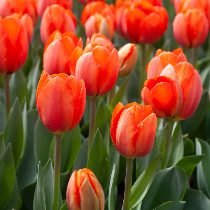 White Flower Farm Classic Perennial Tulip Mix