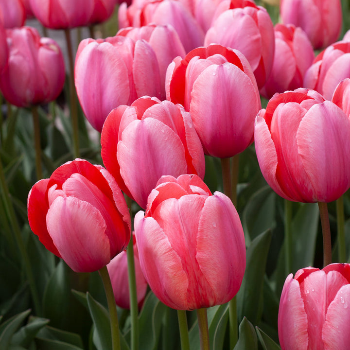 White Flower Farm Classic Perennial Tulip Mix