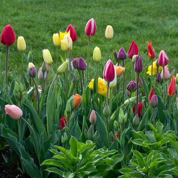 Painter's Palette Tulip Mix
