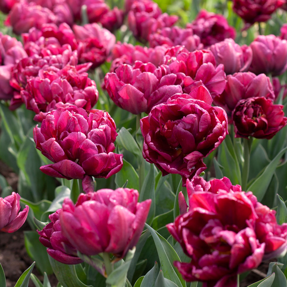 Tulip 'Alison Bradley'