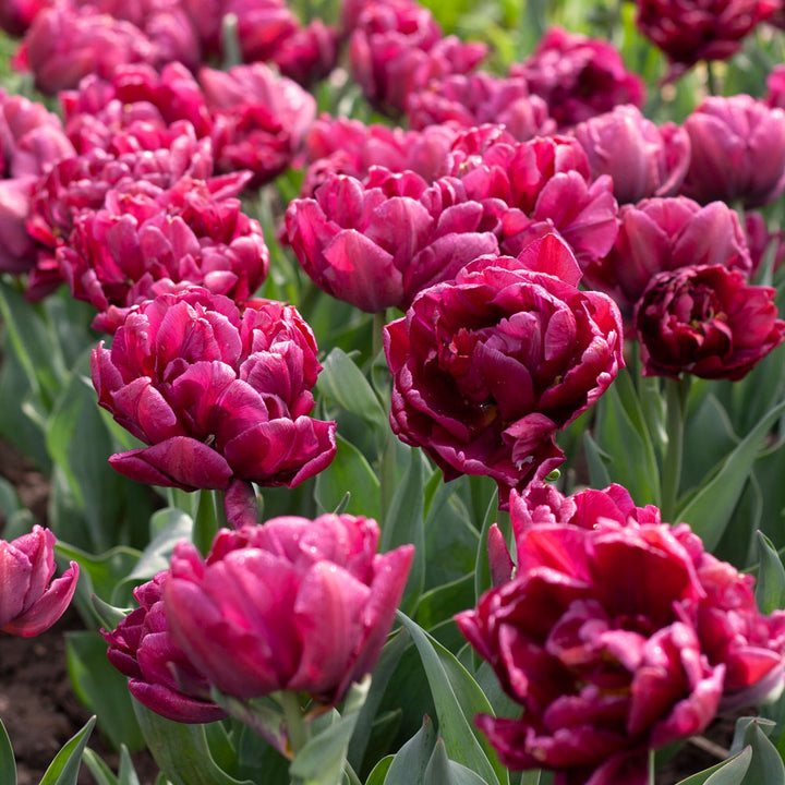 Tulip 'Alison Bradley'