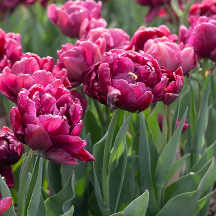 Tulip 'Alison Bradley'
