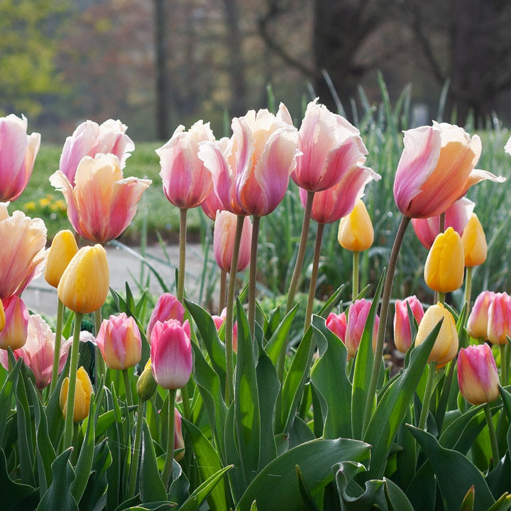 Tulip 'Blushing Impression'