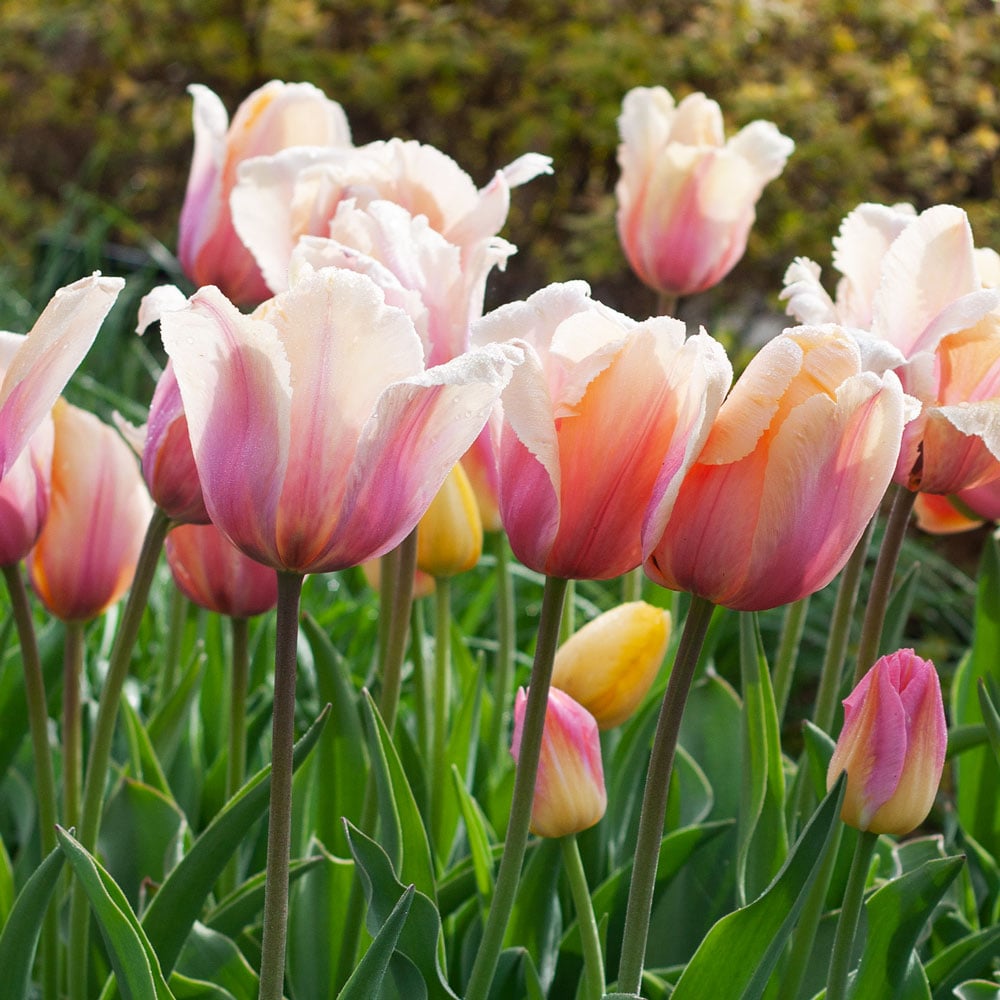 Tulip 'Blushing Impression'