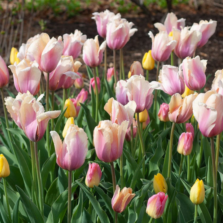 Tulip 'Blushing Impression'