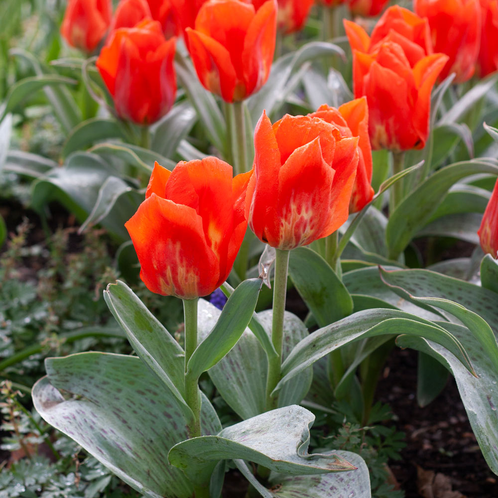 Tulip 'Giant Orange Sunrise'