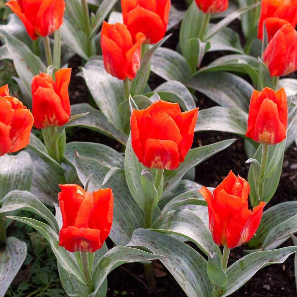 Tulip 'Giant Orange Sunrise'