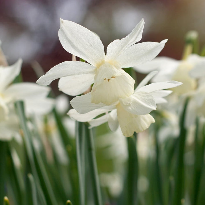 Narcissus 'Thalia'