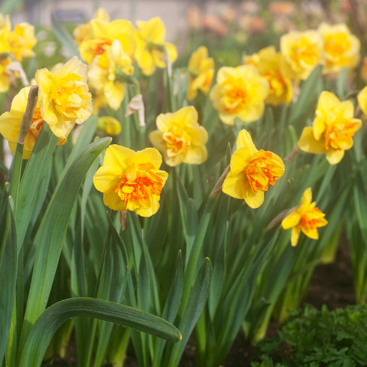 Narcissus 'Sizzling Fire'