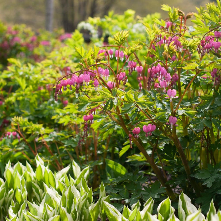 Lamprocapnos spectabilis