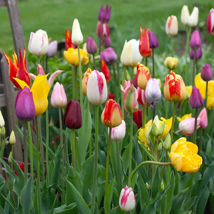 Painter's Palette Tulip Mix