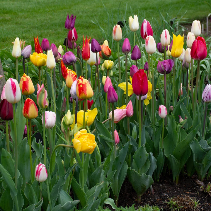 Painter's Palette Tulip Mix