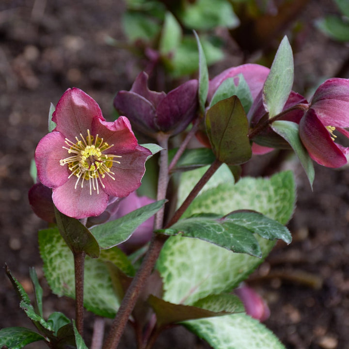 Helleborus Frostkiss® Penny's Pink