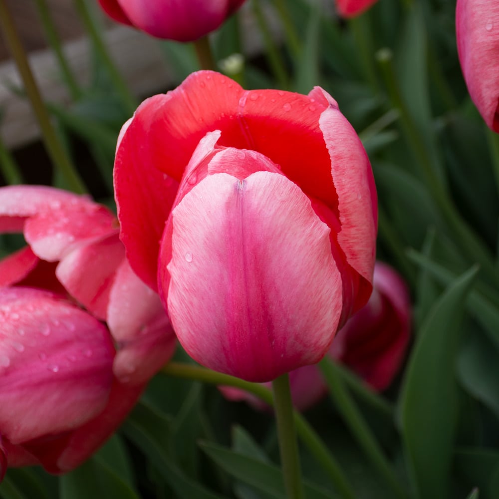 White Flower Farm Pink Perennial Tulip