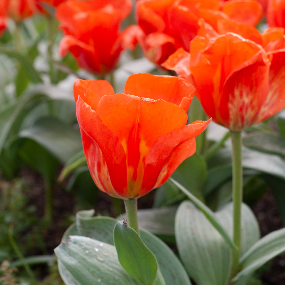 Tulip 'Giant Orange Sunrise'