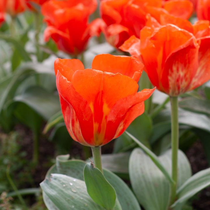 Tulip 'Giant Orange Sunrise'