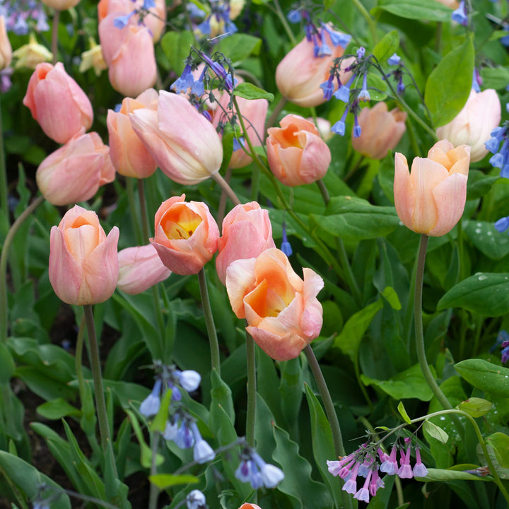 Tulip 'Apricot Beauty'