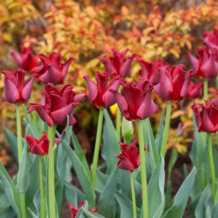 Tulip 'Red Dress'