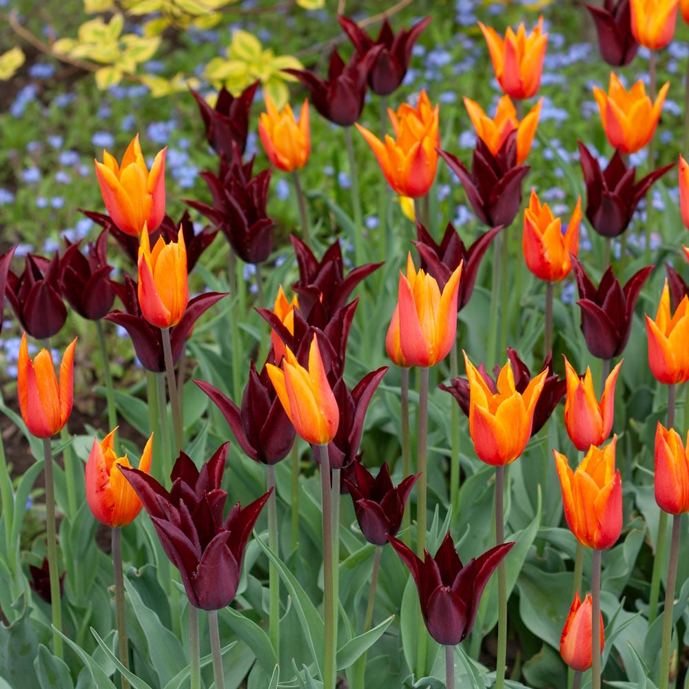 Tulip 'Sarah Raven'