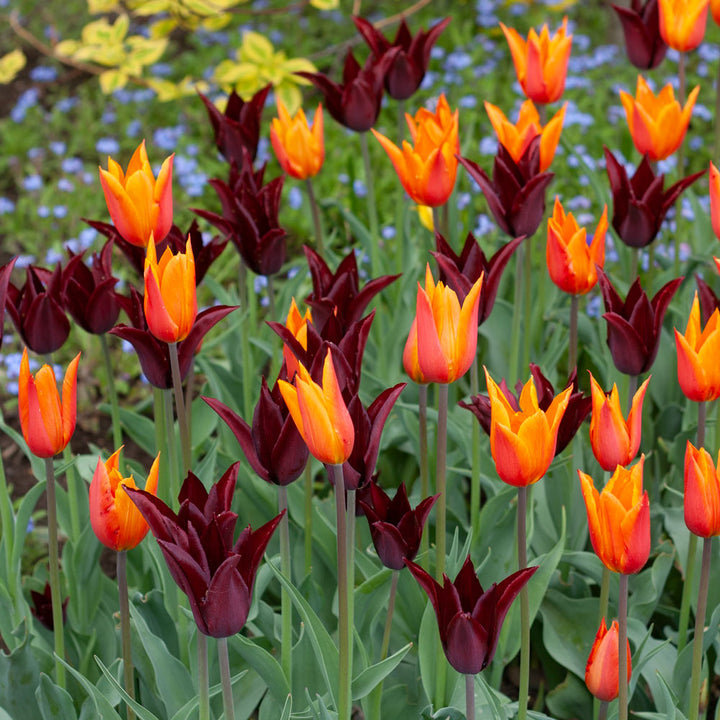 Tulip 'Ballerina'