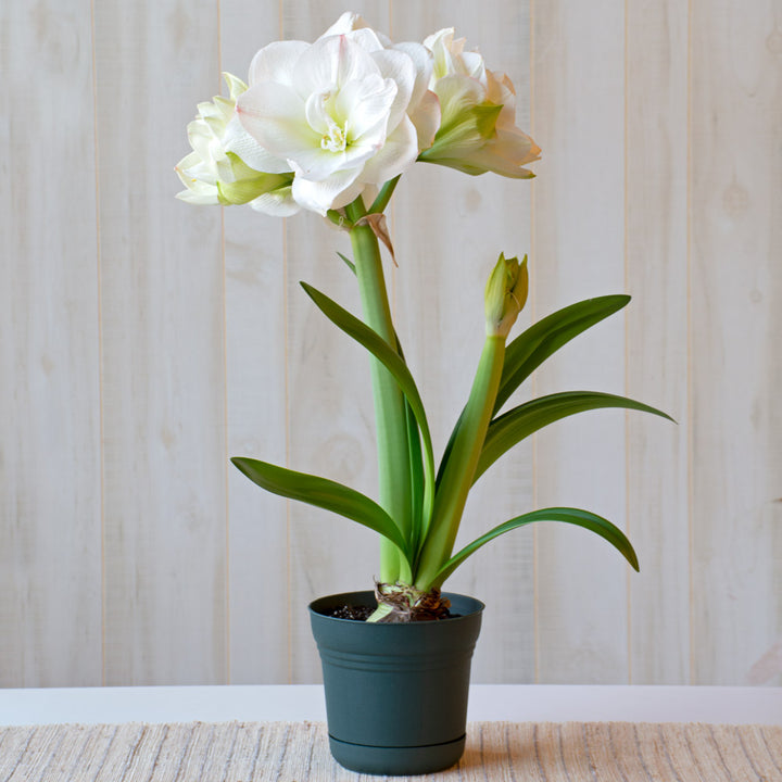 Amaryllis 'White Amadeus,' one bulb in nursery pot