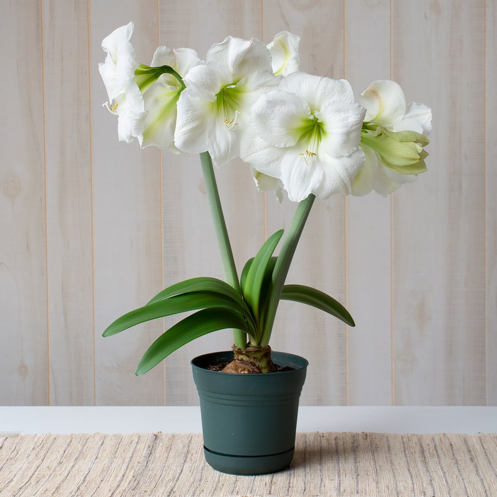Amaryllis 'Moscow,' one bulb in nursery pot