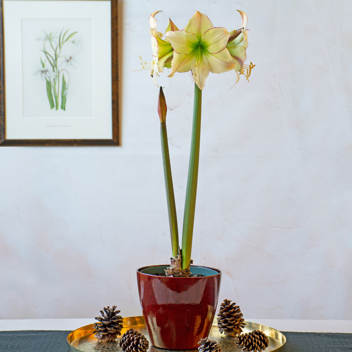 Amaryllis 'Lemon Cream,' one bulb in red resin cachepot