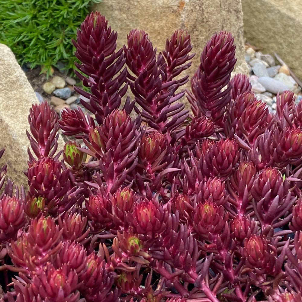 Sedum rupestre SunSparkler® Red Angelina™