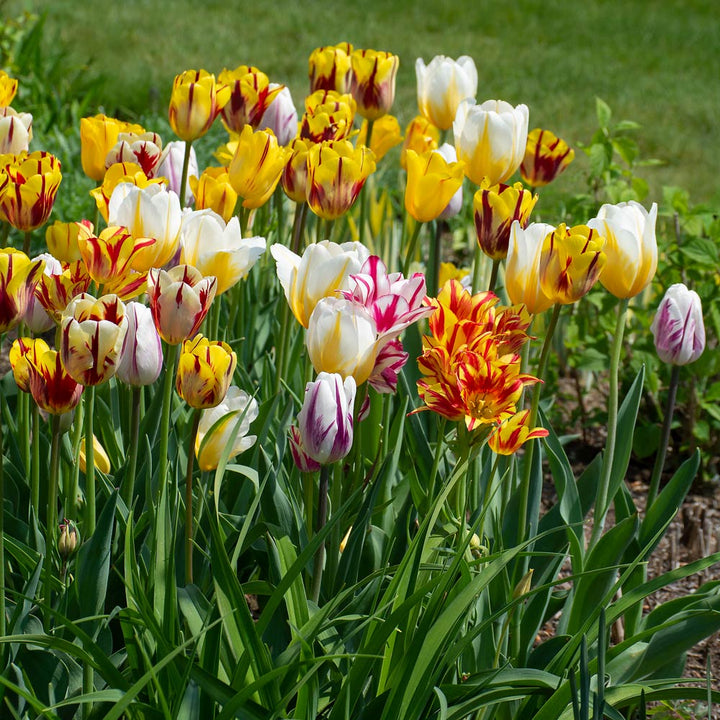Rembrandt Tulip Mix
