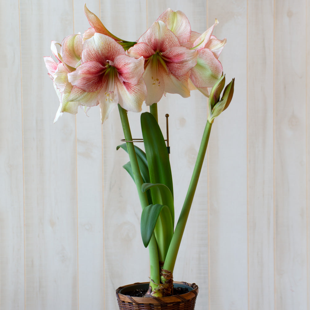 Antique Gold Amaryllis Stake