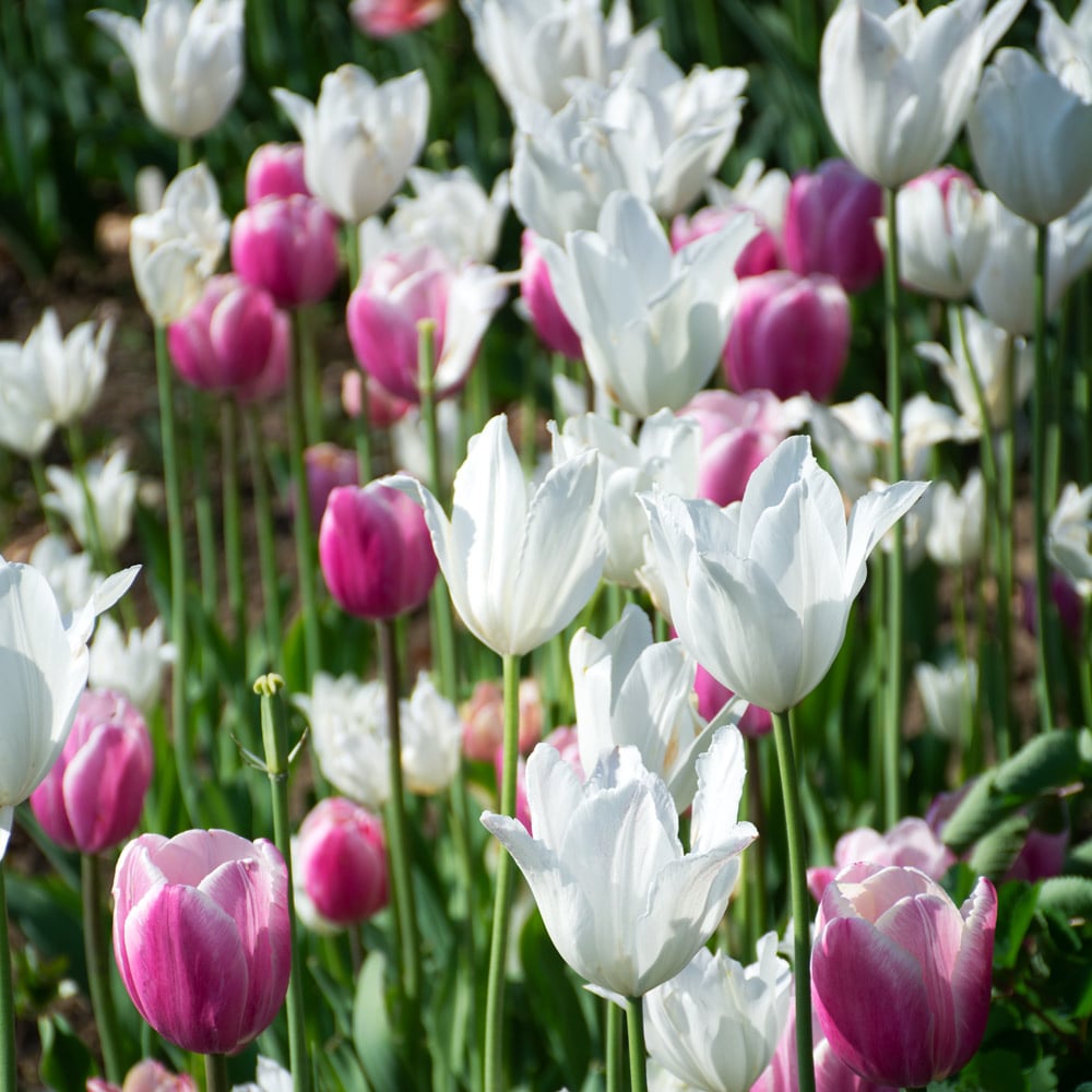 Tulip 'White Triumphator'