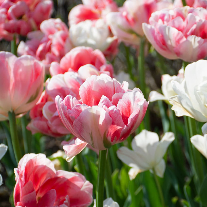 Tulip 'Finola'
