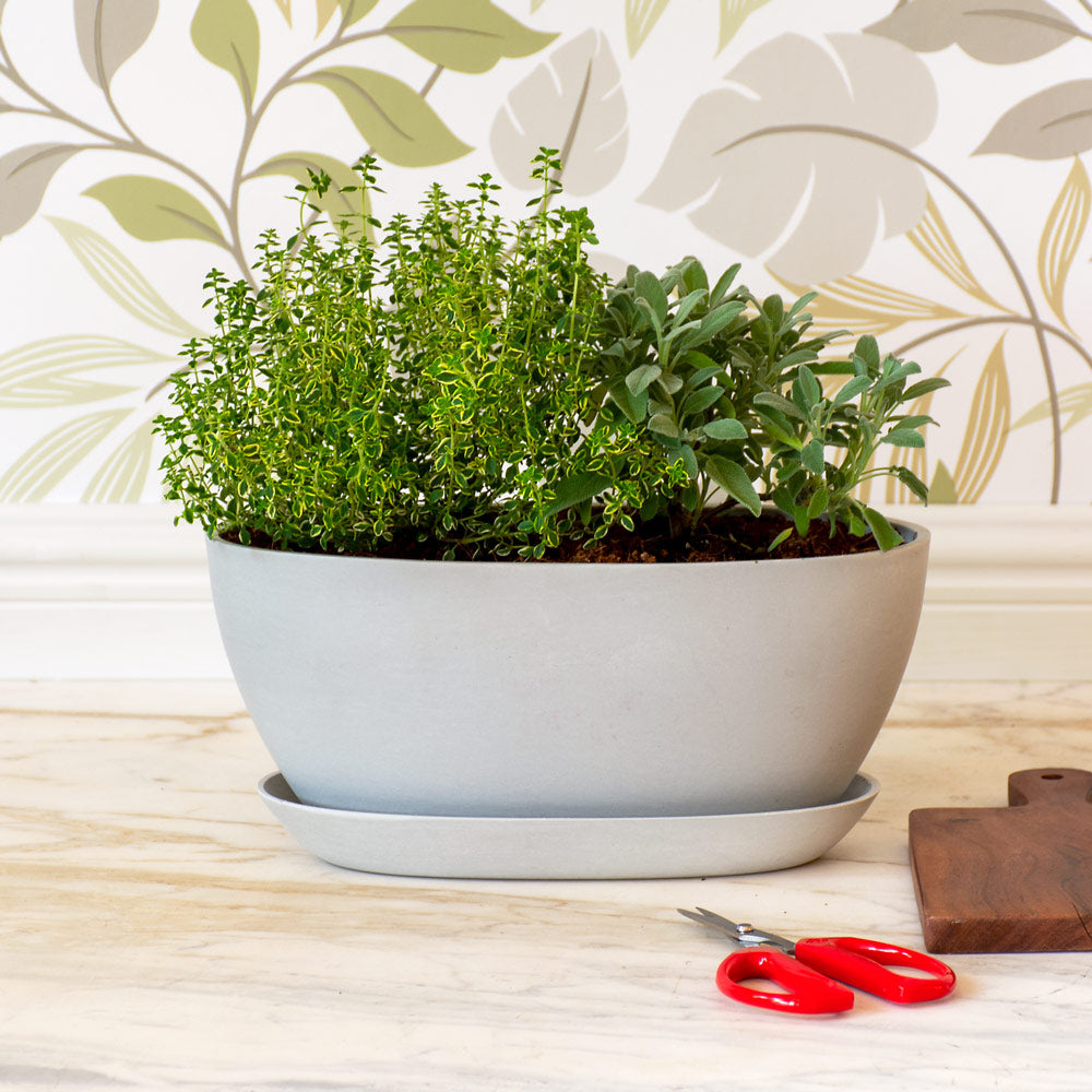 Herbal Essentials Dish Garden Kit